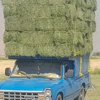 فروش یونجه چین دوم سوم درجه ۱