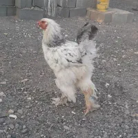 واگذاری مرغ و خروس
