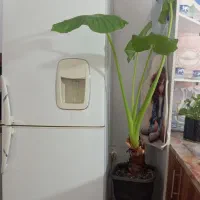 گل آپارتمانی بابا آدم بابا گل طبیعی
