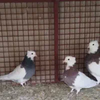 کبوتر طوقی کرمانشاهی یک جفت سیاه و یک جفت قرمز