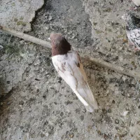 کفتر|پرنده|ایواوغلی, |دیوار