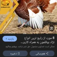 بوقلمون نر زرد