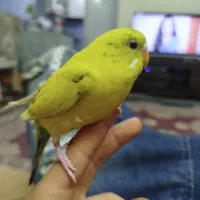 مرغ عشق