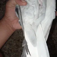 دم سفید|پرنده|جره و بالاده, |دیوار