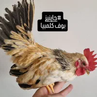 جوجه و تخم نطفه دار آمروک و ورورک آلمان ایام سمانی|حیوانات مزرعه|تبریز, |دیوار