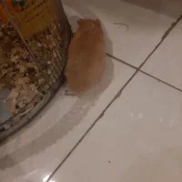 همستر و خوکچه هندی جفتشون با قفس لوازم|موش و خرگوش|کرج, شهرک بنفشه|دیوار