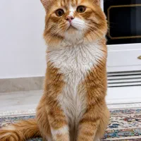 حیوان خانگی