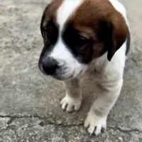 طوله پژدر نر