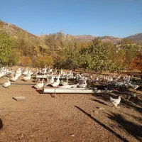 فروش غاز بالغ محلی تعداد بالا|حیوانات مزرعه|ننور, |دیوار