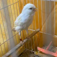 قناری نر مست مست|پرنده|تبریز, |دیوار