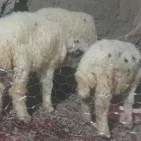 بره
