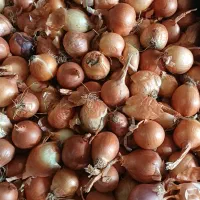 حدود ۲۰کارتن پیاز ریز موجوداست