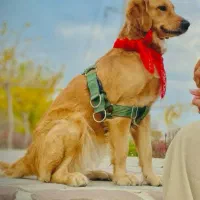 واگذاری گلدن رتریور|سگ|مشهد, صیاد شیرازی|دیوار