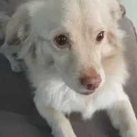 این بچه رو ازدست یه دزد گرفتم پت شمانیست|حیوانات|پردیس, فاز ۹|دیوار