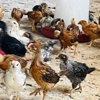 جوجه مرغ وخروس محلی واکسن خورده|حیوانات مزرعه|شیراز, دروازه قران|دیوار