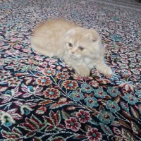 بچه گربه اسکاتیش دبل فولد گلد