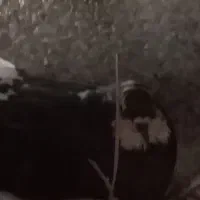 کبوتر