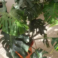 فروش گل|گل و گیاه طبیعی|اصفهان, ملکشهر|دیوار