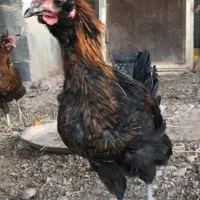 فروش خروس سلطان جوان 5ماهه|حیوانات مزرعه|اصفهان, شهرک میلاد|دیوار