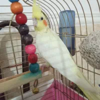 جفت عروس هلندی نر و ماده نر سخنگو