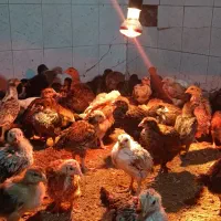 جوجه صد درصد محلی