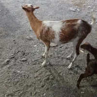 کهر ماده دو قلو زار