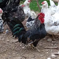 خروس جاپنیز چهل تاج پاکوتاه اصل