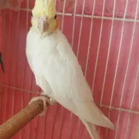 عروس هلندی|پرنده|مشهد, کارمندان دوم|دیوار