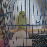 طوطی