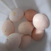 تخم مرغ محلی و لاری تازه