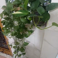 گل پتوس|گل و گیاه طبیعی|مشهد, انصار|دیوار