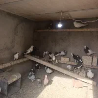 کبوترفروشی|پرنده|شیراز, حومه شیراز|دیوار