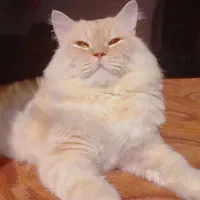 گربه ی ملوس