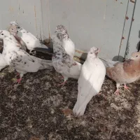 کبوتر|پرنده|رزن, |دیوار