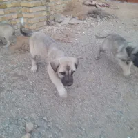 توله سراب اصیل|سگ|بروجرد, |دیوار