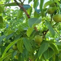 فروش باغ در نوبران ساوه