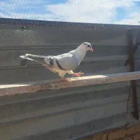 کبوتر پلاس جفت