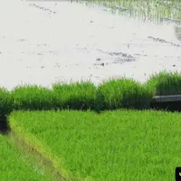 تولکی
