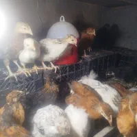 مرغ و خروس گلین جوجه گلپایگانی