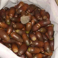 بلوط درجه ۱جنگهای هیرکانی|خوردنی و آشامیدنی|رشت, قاسمیه|دیوار