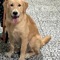 گلدن رتریور نر ۷ ماهه