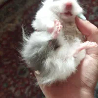 همستر  فقط ۵۰ هزار تومان