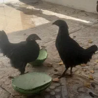 دوعدد جوجه به فروش میرسد