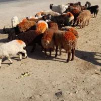 گوسفند زنده