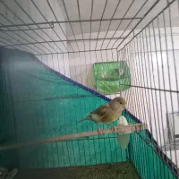 قناری سو قدیم|پرنده|همدان, |دیوار