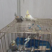 عروس هلندی بادوتا جوجه