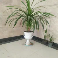 گل زیبا