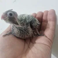 ۶ تا جوجه کبوتر کاشونی و ۲جوجه طوطی عروس هلندی حرف