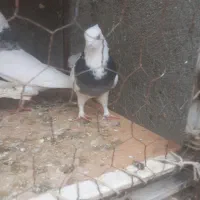 فروشی|پرنده|مهربان, |دیوار