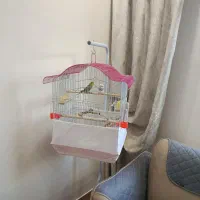 یک جفت مرغ عشق|پرنده|پردیس, فاز ۱۱|دیوار